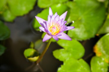 mor lotus.