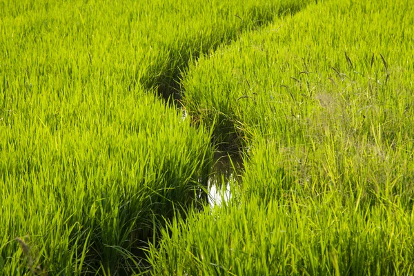 Campos de arroz . — Fotografia de Stock