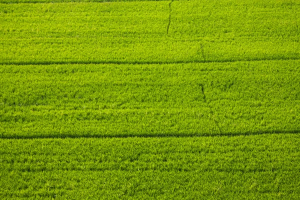 Ladang padi . — Stok Foto