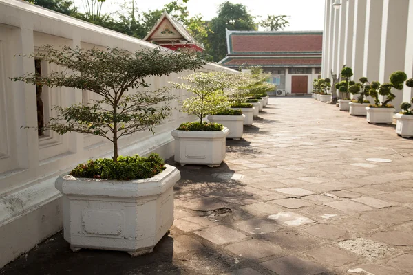 Potted plants along the pathway. — Stock Photo, Image