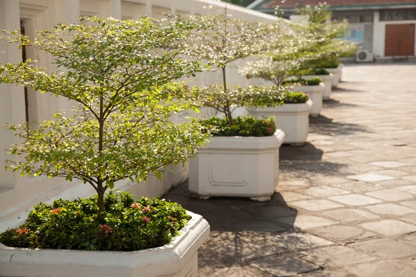 Plantas en maceta a lo largo del camino . — Foto de Stock