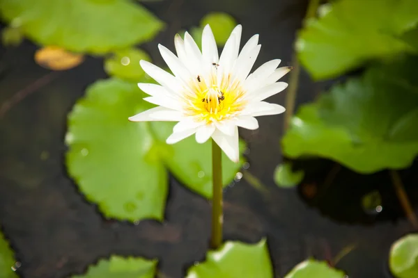 Weißer Lotus. — Stockfoto