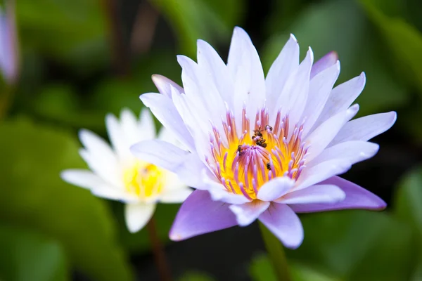 Purple lotus. — Stock Photo, Image