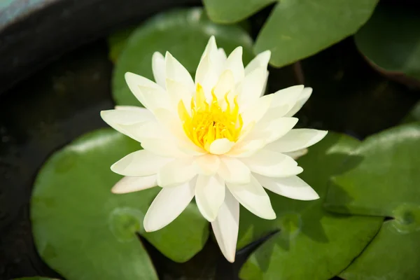 Lotus grön. — Stockfoto