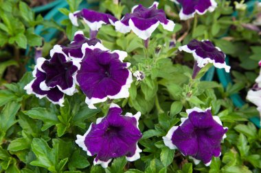 Küçük mor çiçekler.