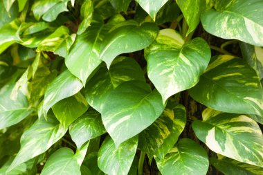 büyük yaprakları.