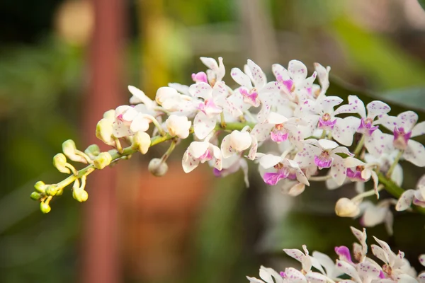 Orchidee. — Stockfoto