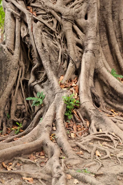 Root van de tree. — Stockfoto