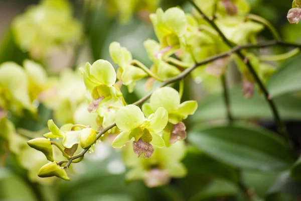 Orchidee. — Stockfoto