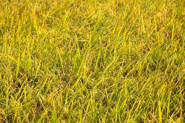 田んぼで米します。. — ストック写真