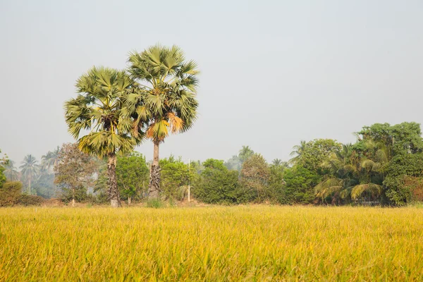 Palmeras en el campo de arroz . — Foto de Stock