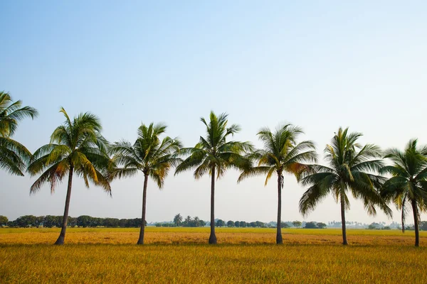 Kokospalmer i fältet ris. — Stockfoto