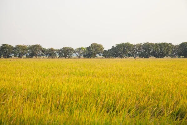 Манговые деревья на рисовых полях . — стоковое фото