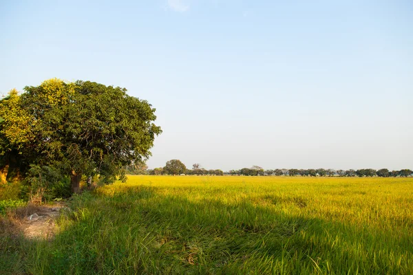 Grand arbre dans les rizières . — Photo