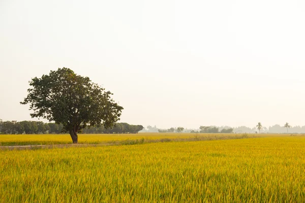 Large tree in rice fields. — Stock Photo, Image