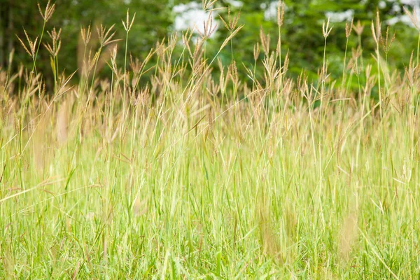 Högt gräs. — Stockfoto