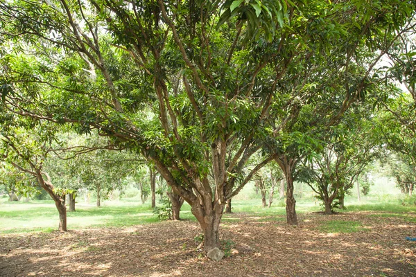 Mango plantáž. — Stock fotografie