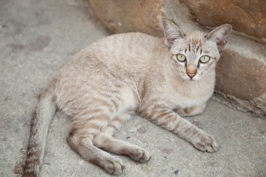 kat was op zoek naar.