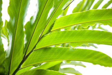 yaprak ve su damlaları.