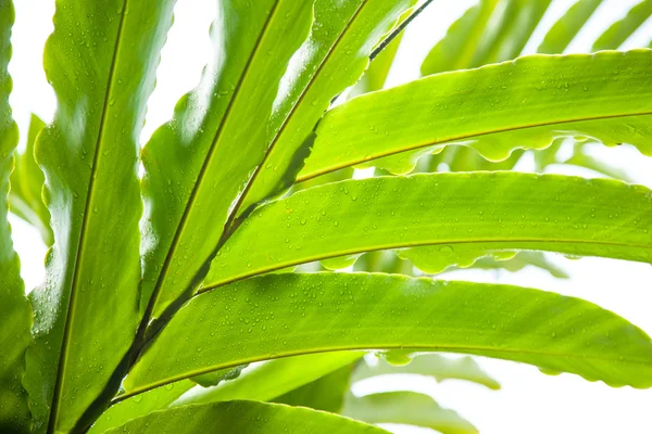 Blad och vatten droppar. — Stockfoto