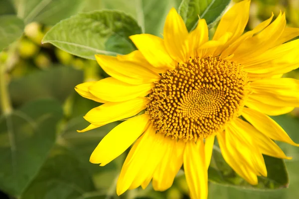 Girasol — Foto de Stock