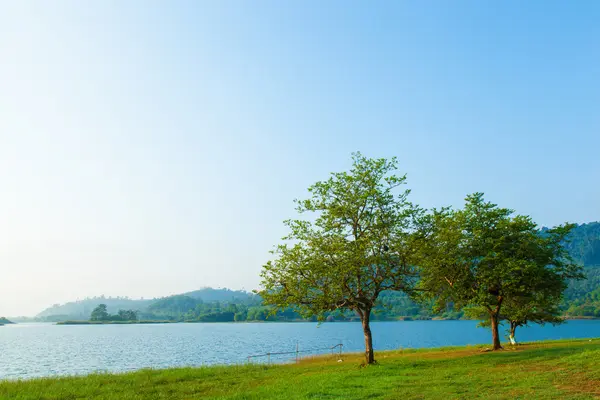 Trees on the lawn. — Stock Photo, Image