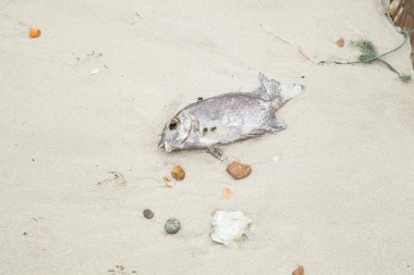 Sahilde ölü balık..