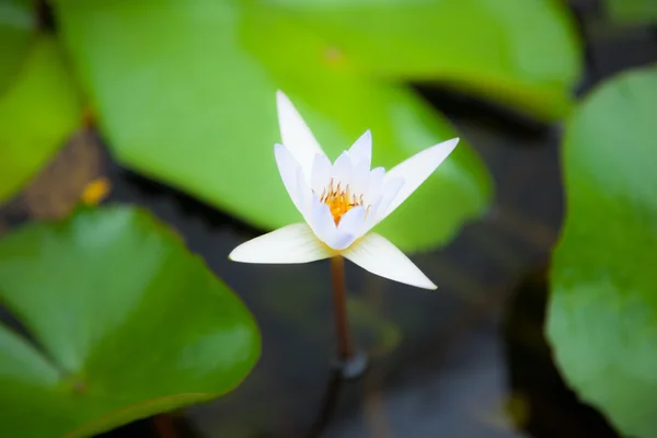 Белый цветок лотоса в воде. — стоковое фото
