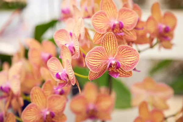 Orquídeas . — Fotografia de Stock