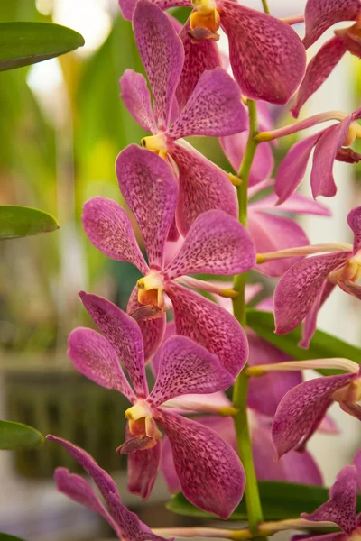 Orquídeas . — Fotografia de Stock