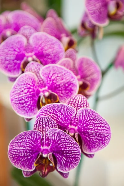 Orquídeas . — Fotografia de Stock