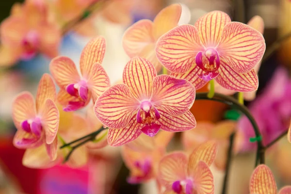 Orchids. — Stock Photo, Image