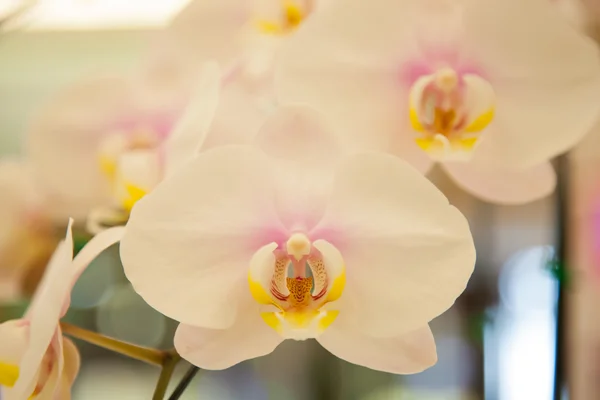 Orchids. — Stock Photo, Image