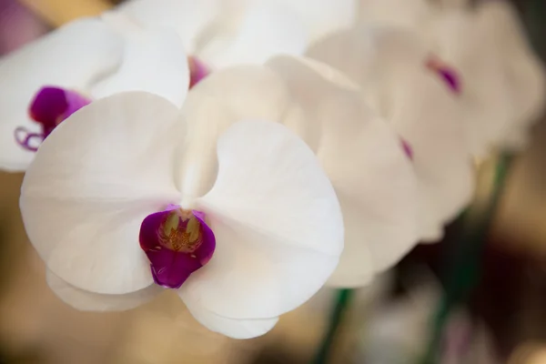 Orchids. — Stock Photo, Image