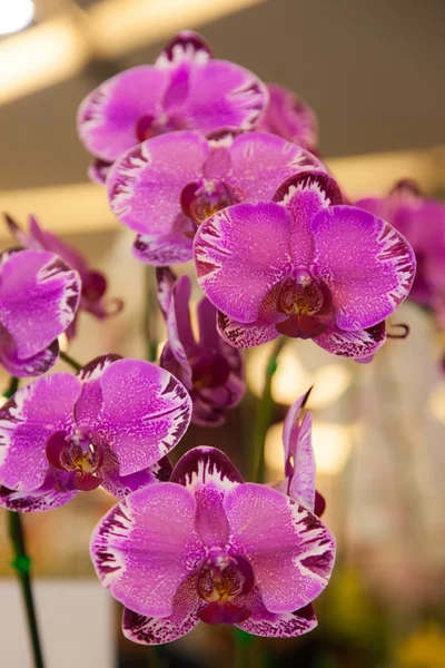 Orquídeas . — Fotografia de Stock