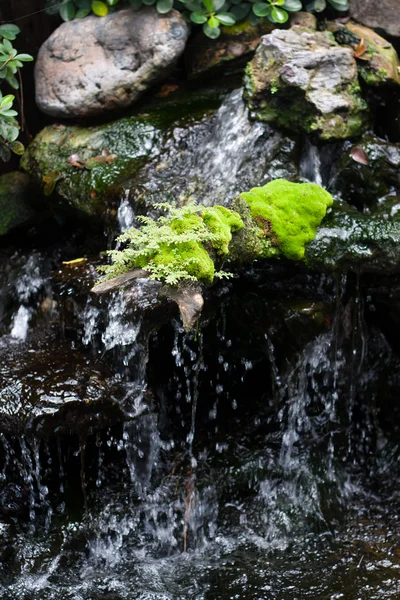 Ormbunkar, uppe på klipporna i vattenfall. — Stockfoto
