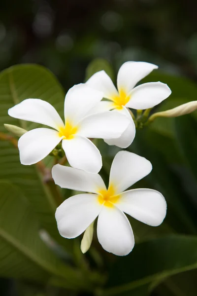 Vita blommor. — Stockfoto