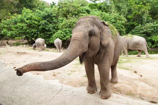 Elephant is asking for food. — Stock Photo, Image