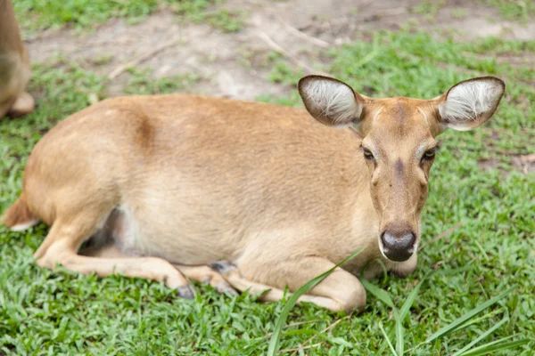 Deer. — Stock Photo, Image