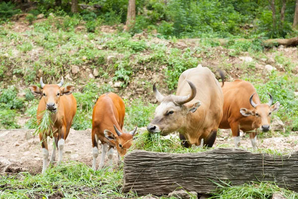 Gaur alimentazione erba . — Foto Stock