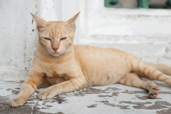 Gatto sdraiato . — Foto Stock