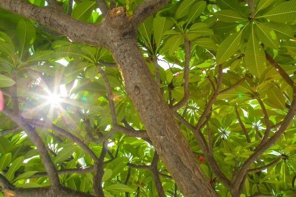 Солнечный свет сквозь дерево . — стоковое фото