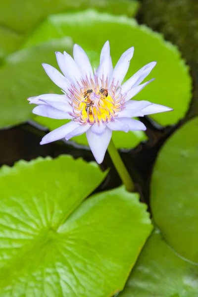 Lotus — Stock Photo, Image