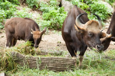 çim besleme gülbay.