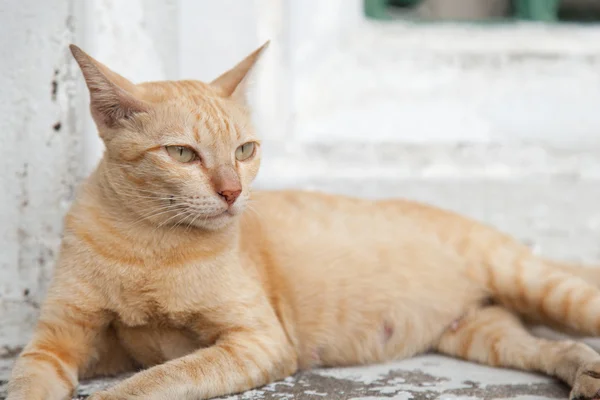 Cat lying. — Stock Photo, Image