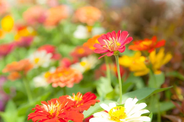 Colorful flowers. — Stock Photo, Image