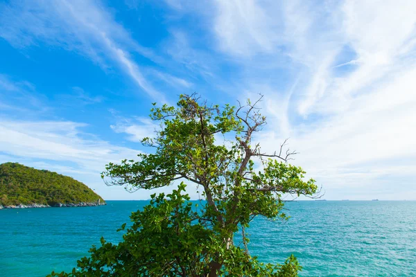 Albero sulla scogliera — Foto Stock