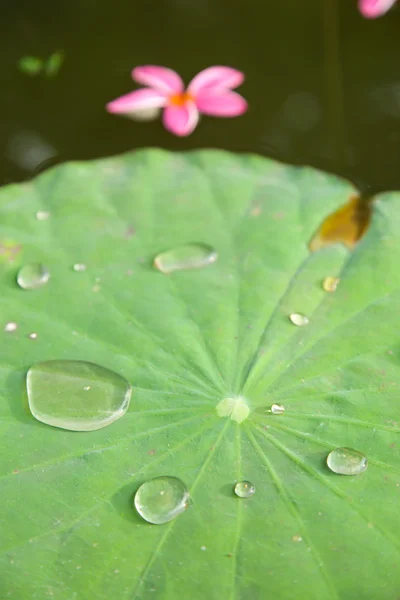 Gotas de água em uma folha de lótus . — Fotografia de Stock