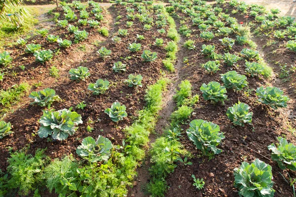 Légumes dans le champ de légumes — Photo