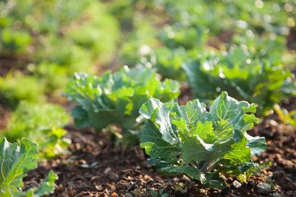 Vegetables in the vegetable field — Stock Photo, Image